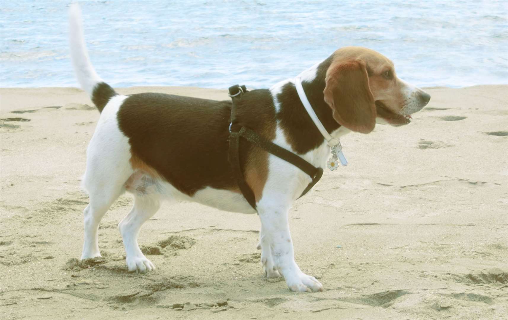 Between May and September many beaches alter their rules for dogs. Image: iStock.