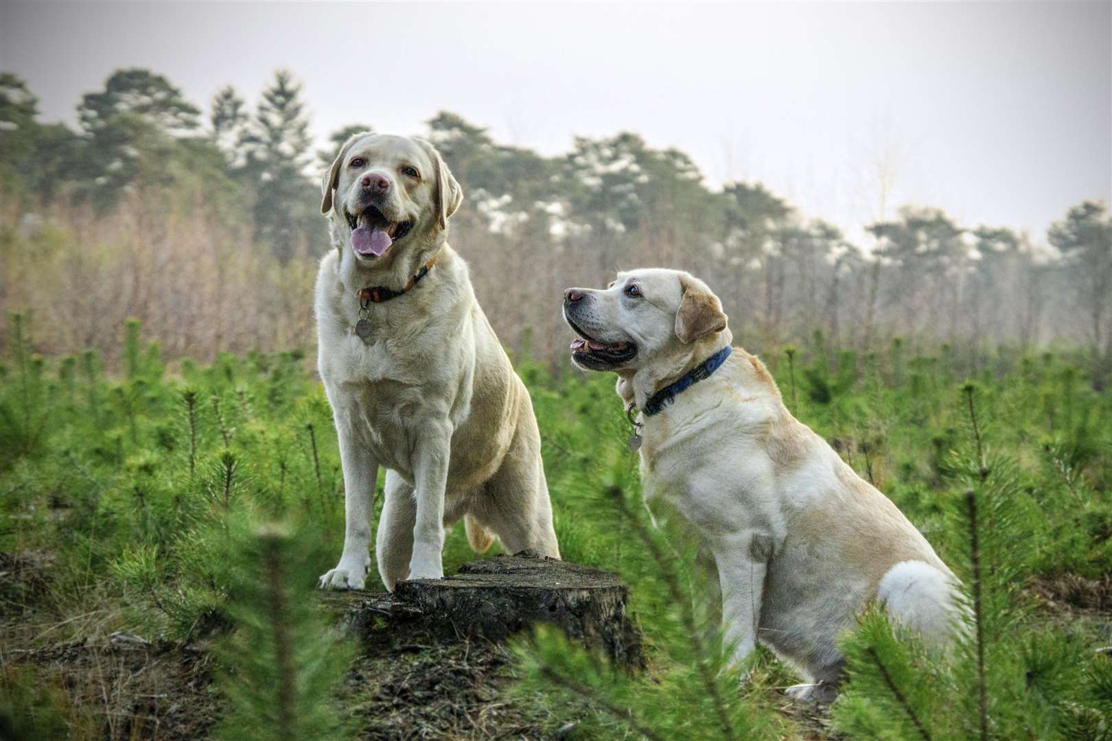 Take your dogs along to Bark in the Park