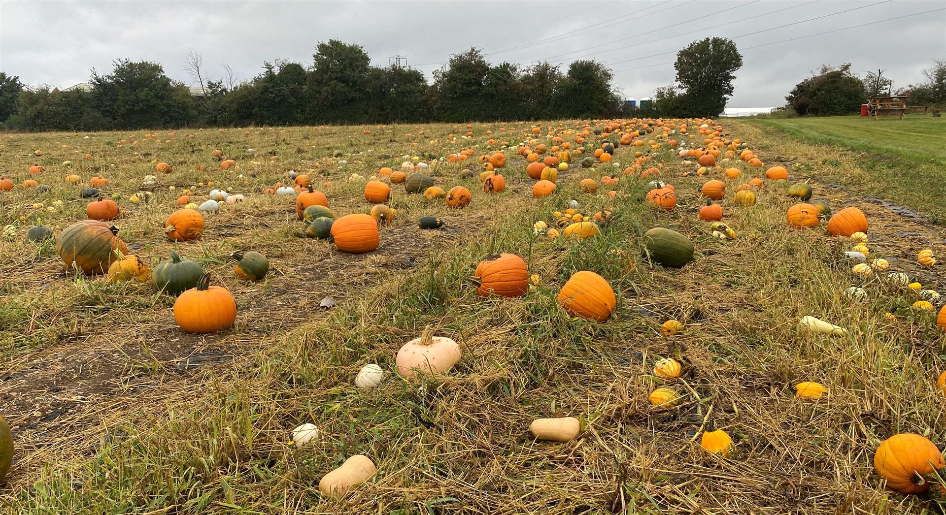 Pumpkin picking has seen a boom with families over the past few years