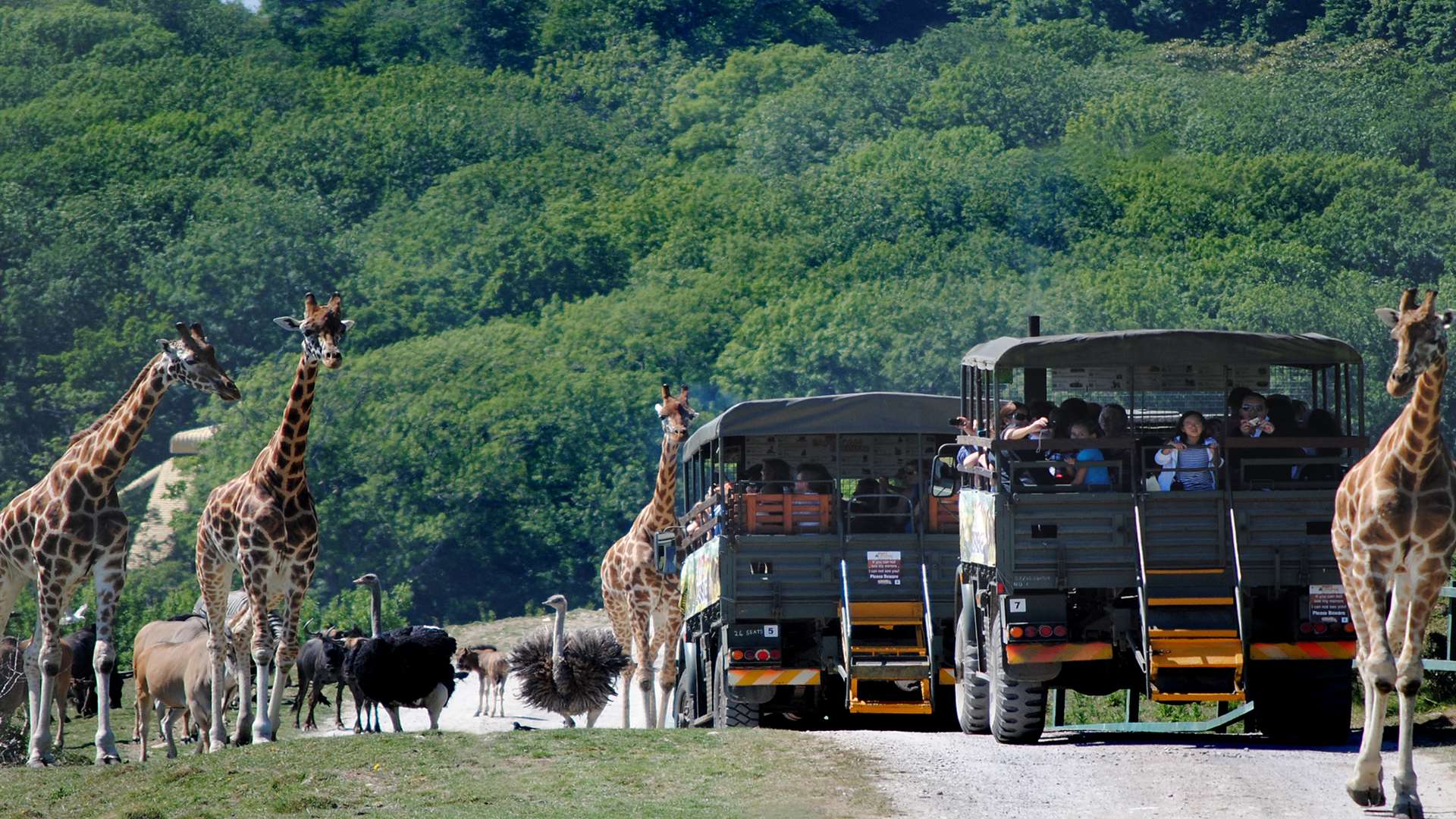 African Experience Port Lympne Reserve