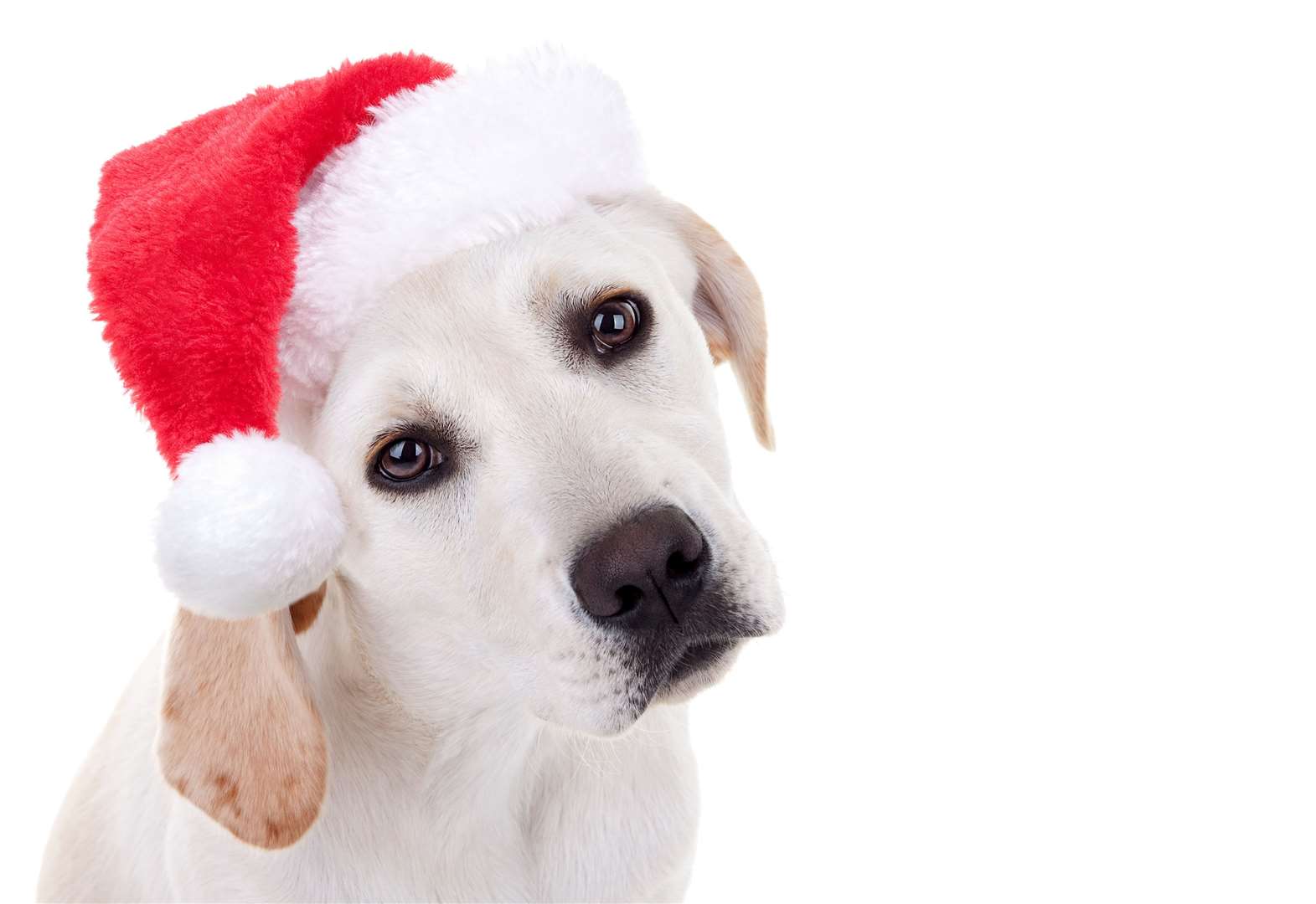 Santa's Grotto in Whitefriars Canterbury welcomes dogs to meet Father ...