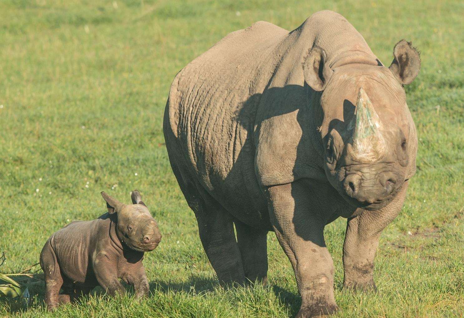 Howletts Wild Animal Park near Canterbury offers £1 child ticket price