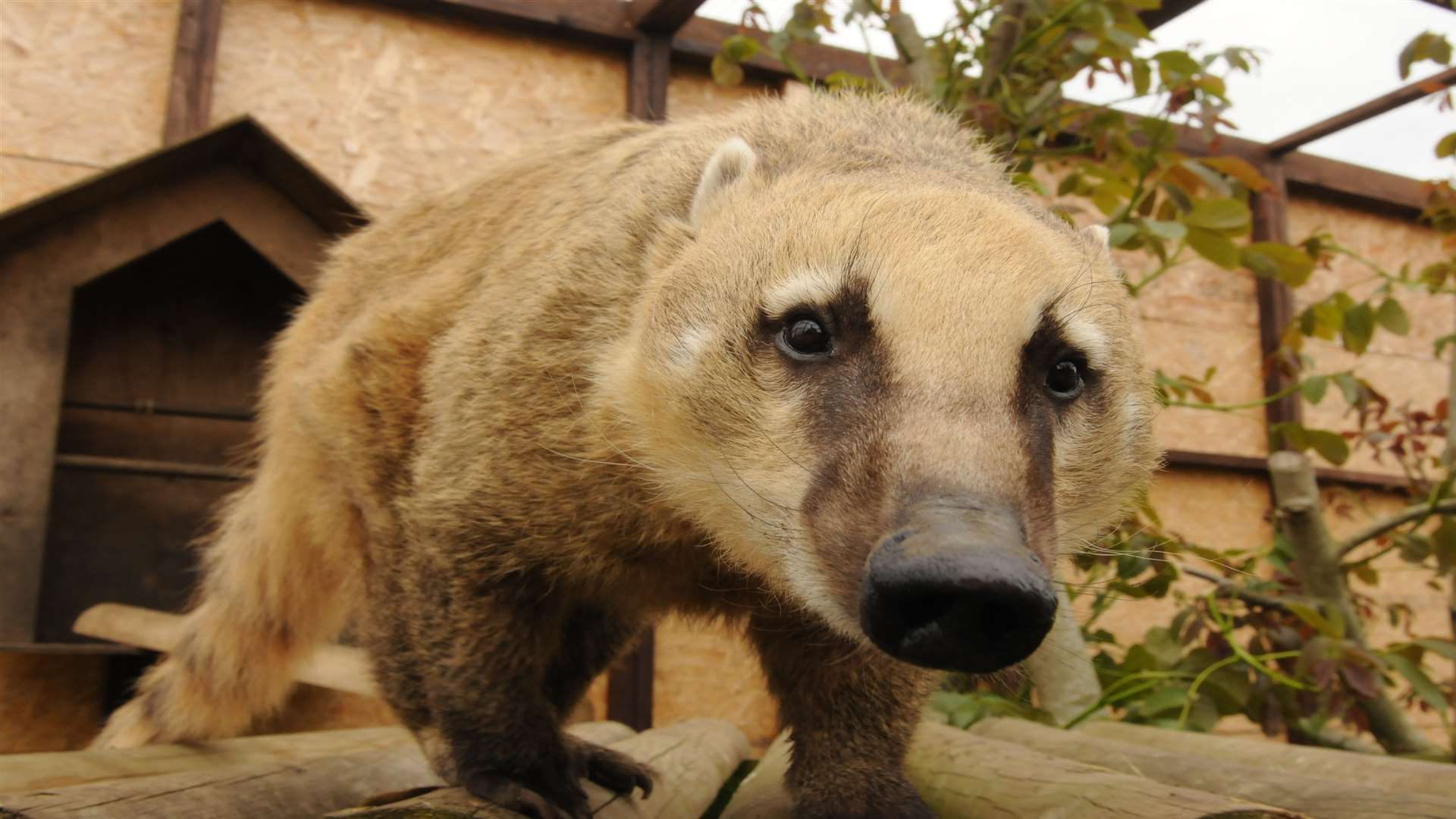 Basil the coati