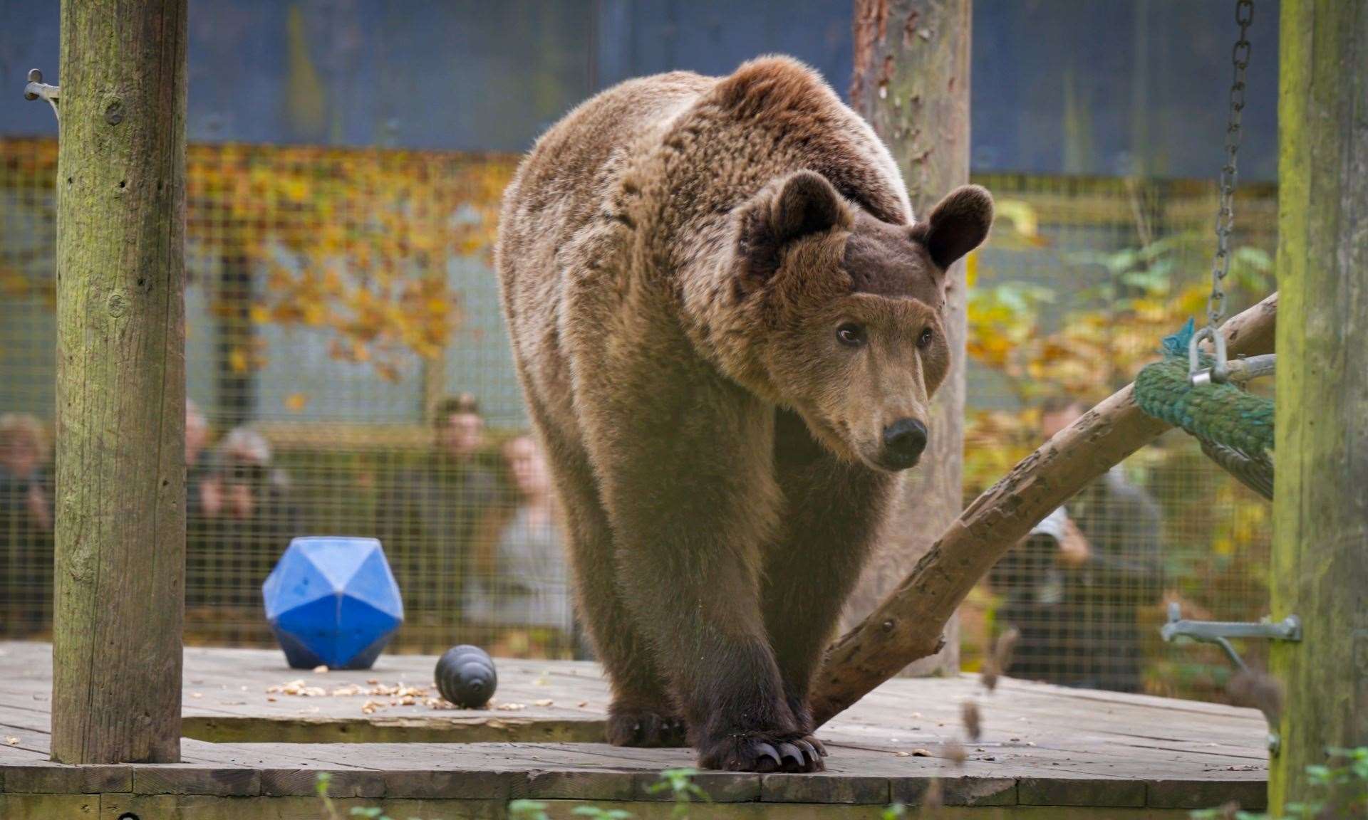 Boki the brown bear at Wildwood, near Herne Bay. Picture: Harding-Lee Media/Wildwood Trust