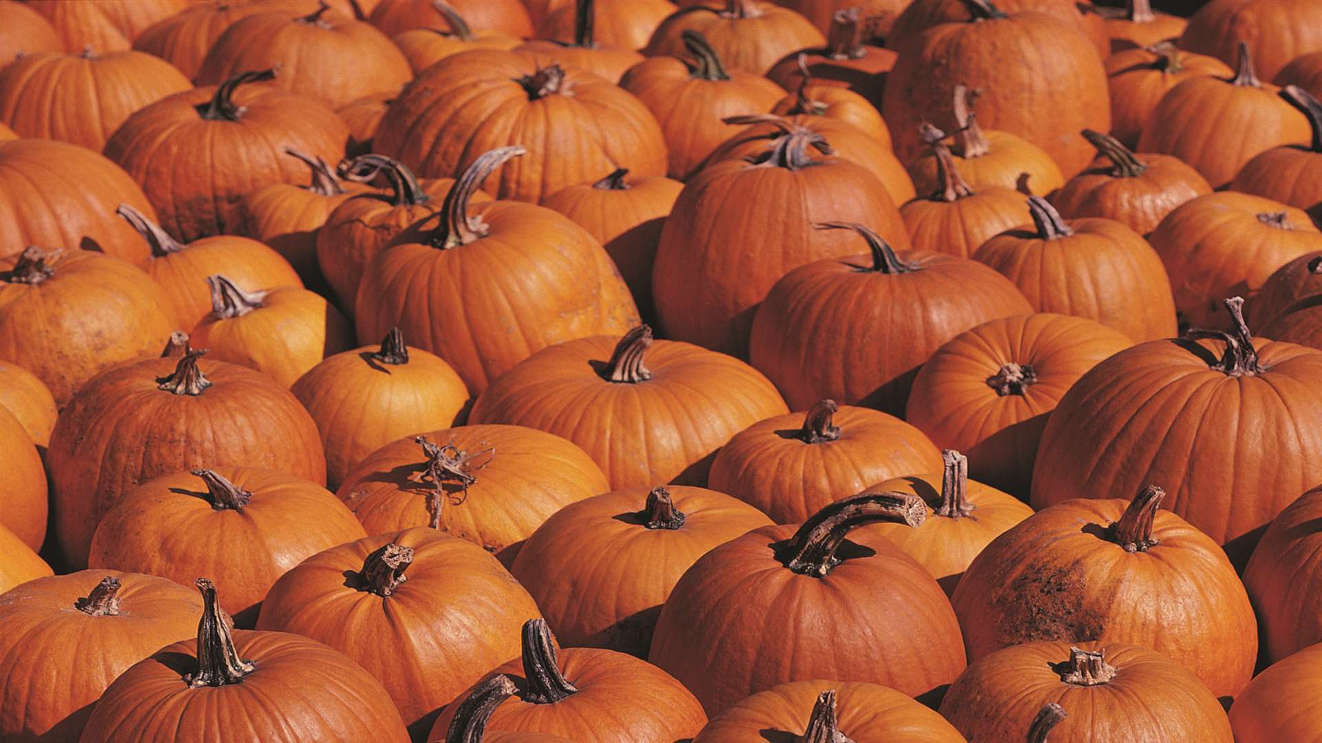 Carve a pumpkin at Wyevale's Little Monster's event