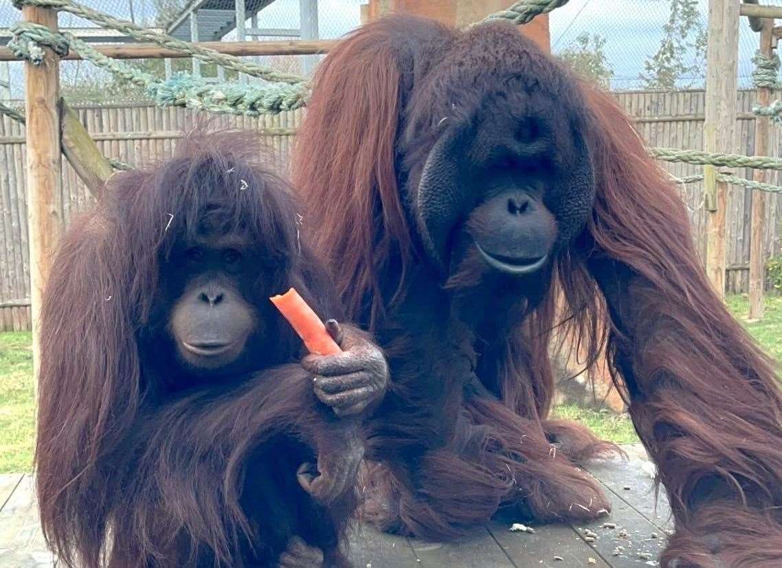 The park is home to orangutans Awan and Jim. Picture: Wingham Wildlife Park