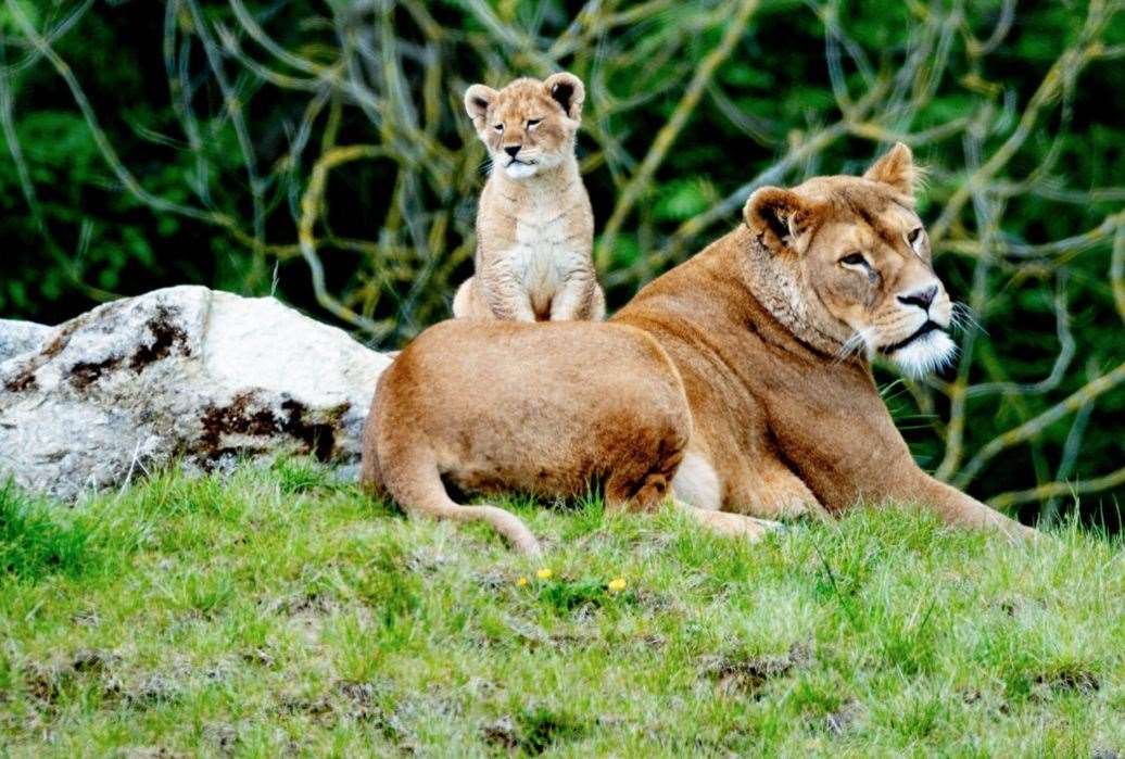 Born to mum Oudrika and dad Hunter, they now live in a huge eight-acre enclosure at the animal park. Picture: Port Lympne Hotel and Reserve