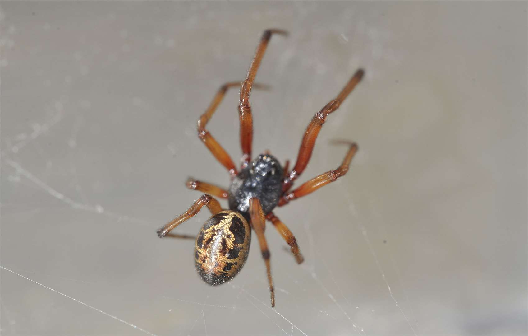 False widow spider