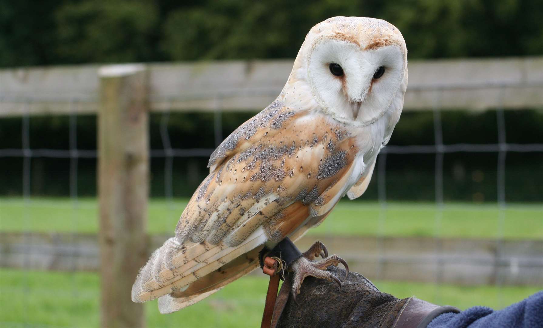 Bird of prey shows will end at Rare Breeds Centre