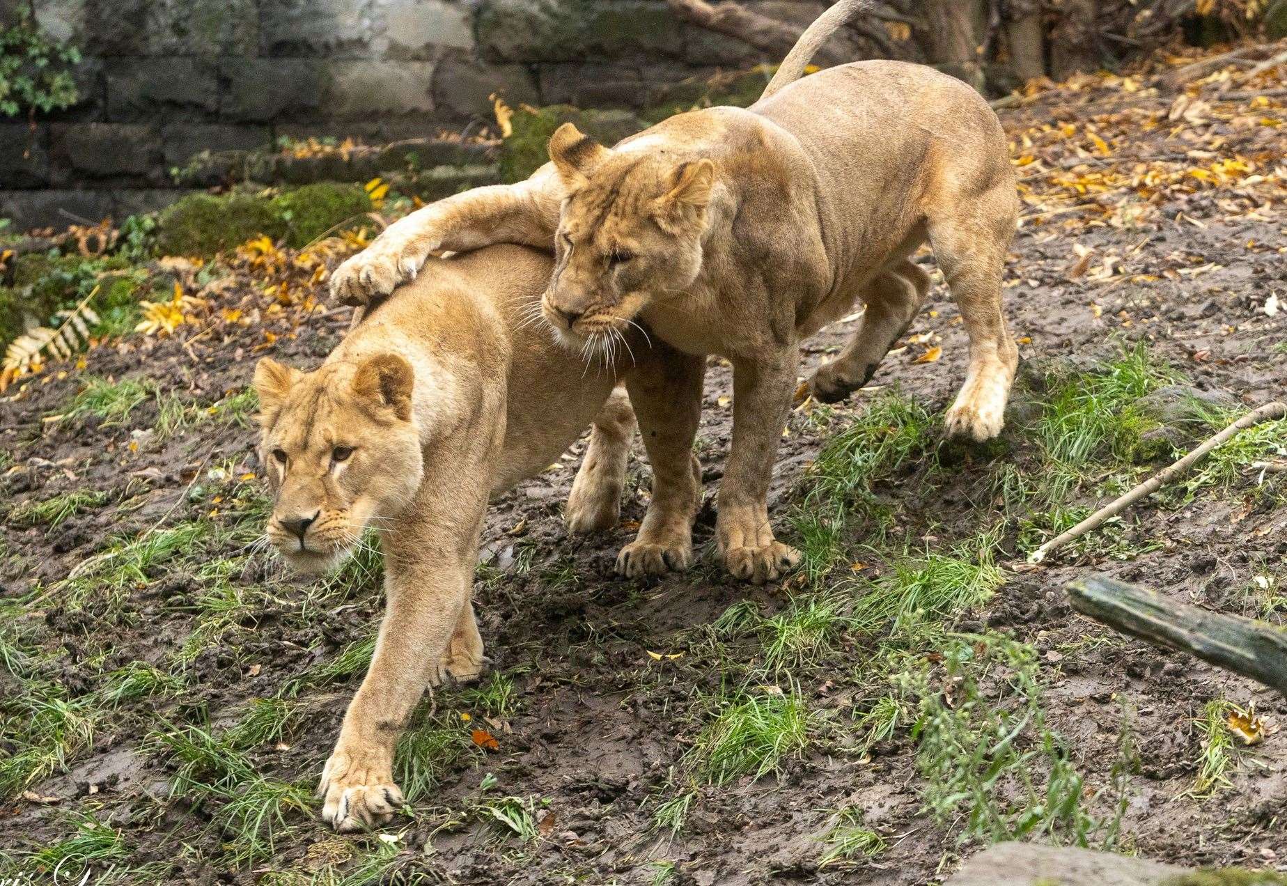 Amani and Lira are both lioness sisters. Picture: The Big Cat Sanctuary