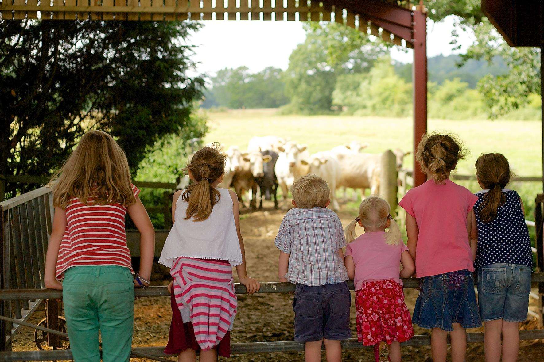 Learn more about life on a farm during Open Farm Sunday